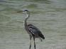 Great Blue Heron Captiva