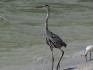 Great Blue Heron Captiva