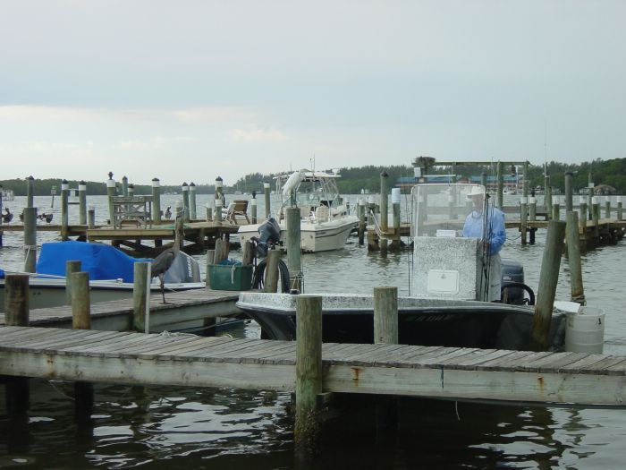 Snowy Egret and Great Blue Heron