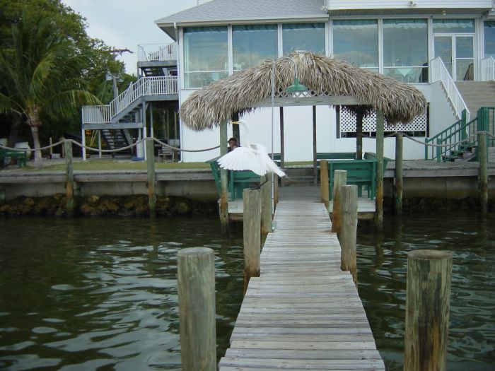Great Egret on Pier at Green Flash