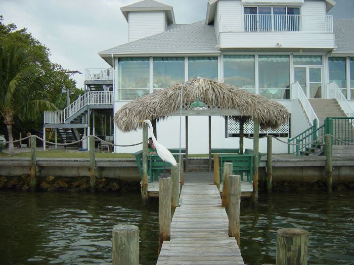 Great Egret on Pier at Green Flash