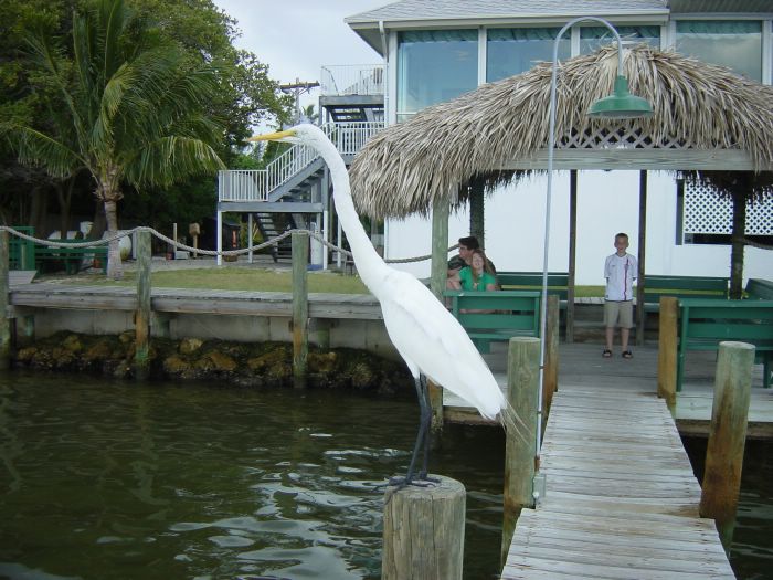 Great Egret on Pier at Green Flash