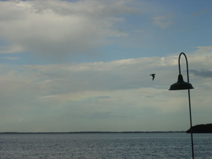 Osprey Flying by at Green Flash