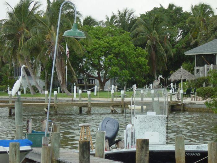 Great Egret and Great Blue Heron at Green Flash