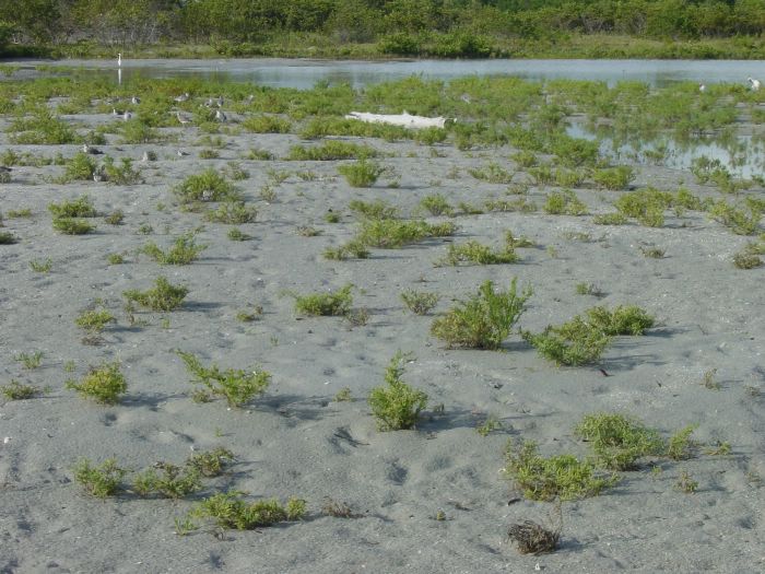 Blind Pass - Bird Feeding Time