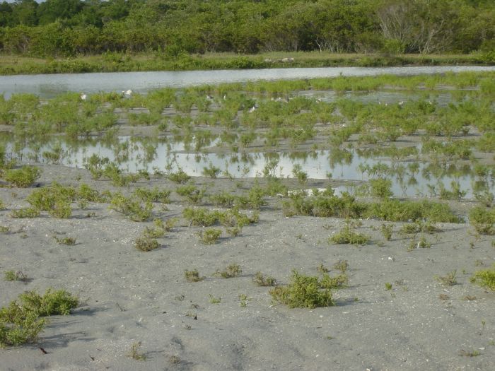 Blind Pass - Bird Feeding Time