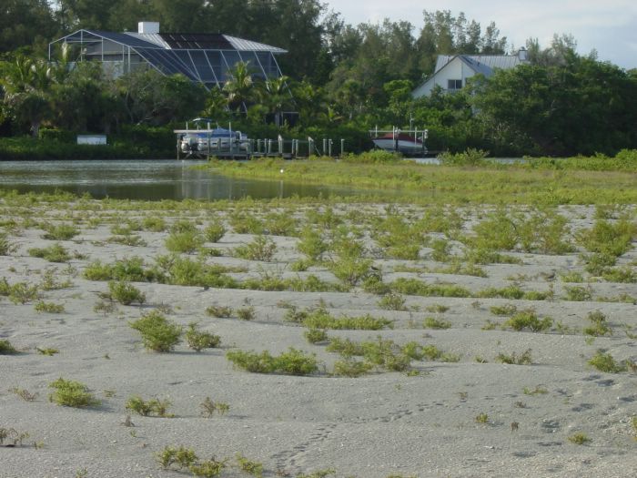 Blind Pass -- Bird Tracks