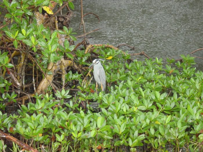 Black-crowned Night Heron 
