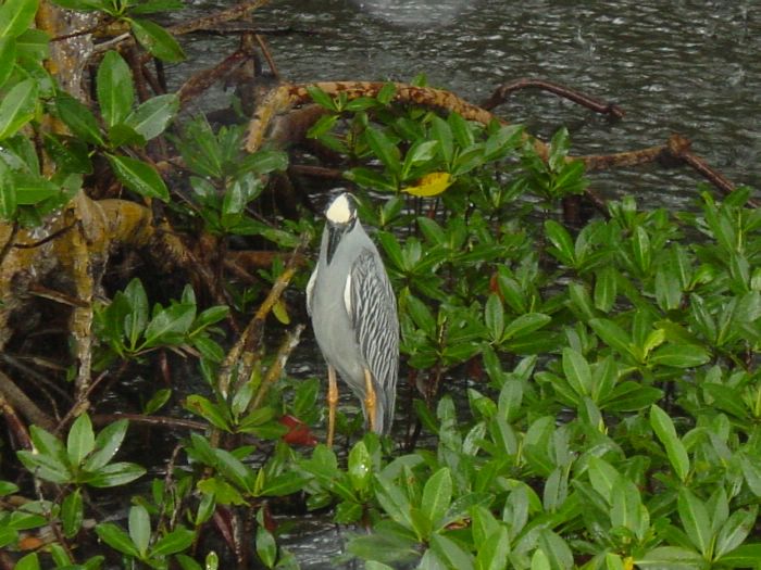 Black-crowned Night Heron
