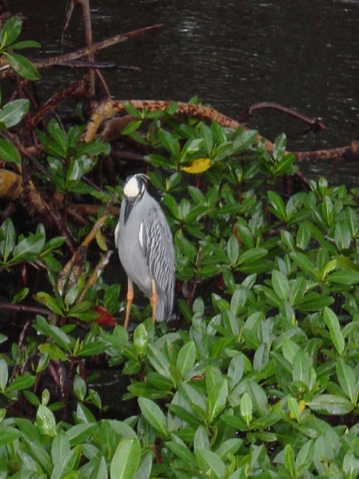 Black-crowned Night Heron