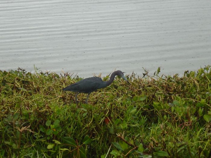 Reddish Egret (Raining)