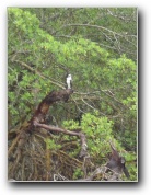 [Click to enlarge image]