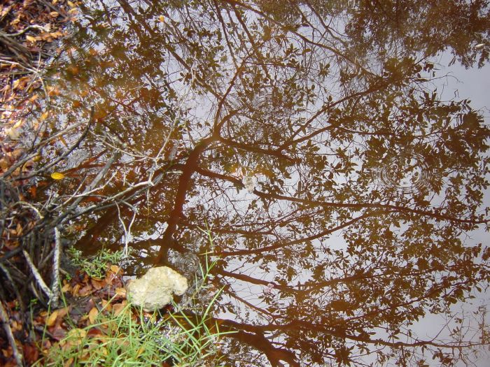 Can you see the turtle?