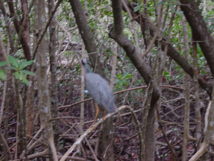 Black-crowned Night Heron -- trip through the bird refuge after dinner