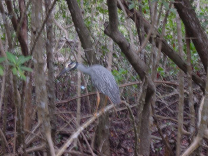 Black-crowned Night Heron
