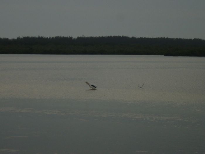 White Peligun at Bird Refuge -- a surprise!