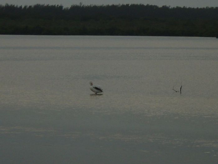White Peligun at Bird Refuge 