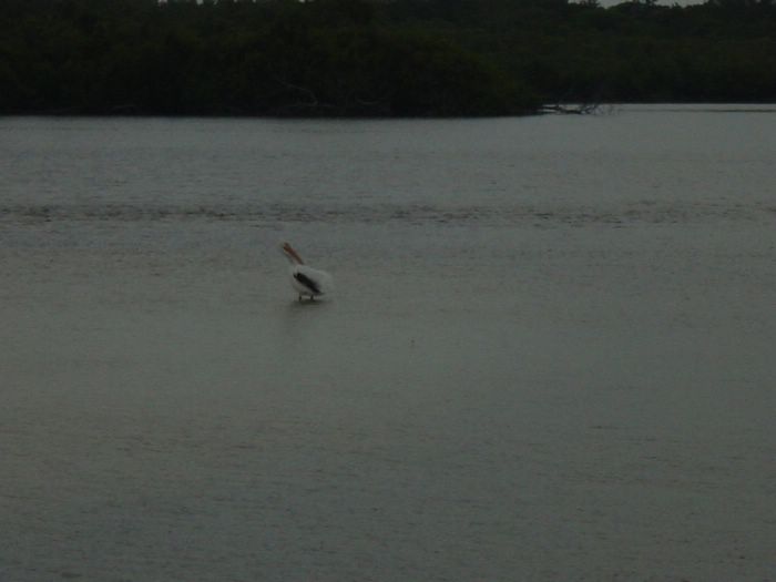 White Peligun at Bird Refuge 