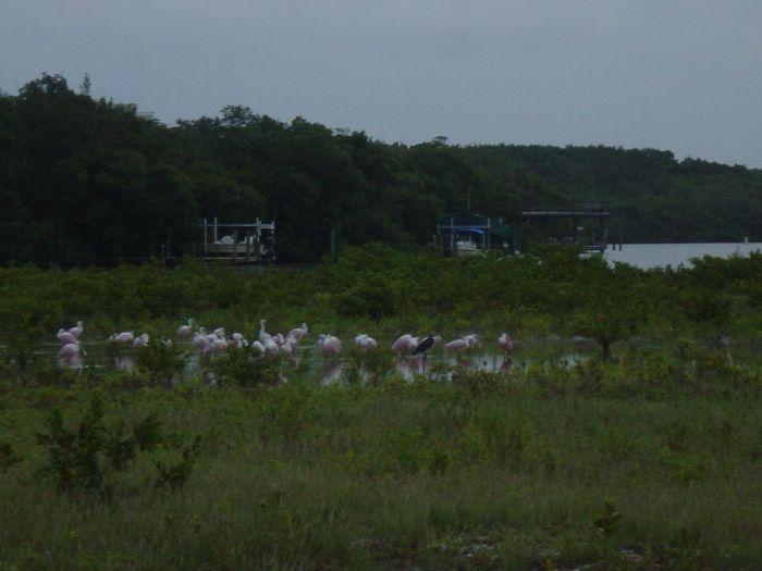 Roseate Spoonbill -- Feeding by Blind Pass