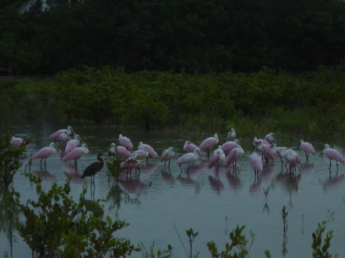 Roseate Spoonbill -- Feeding by Blind Pass