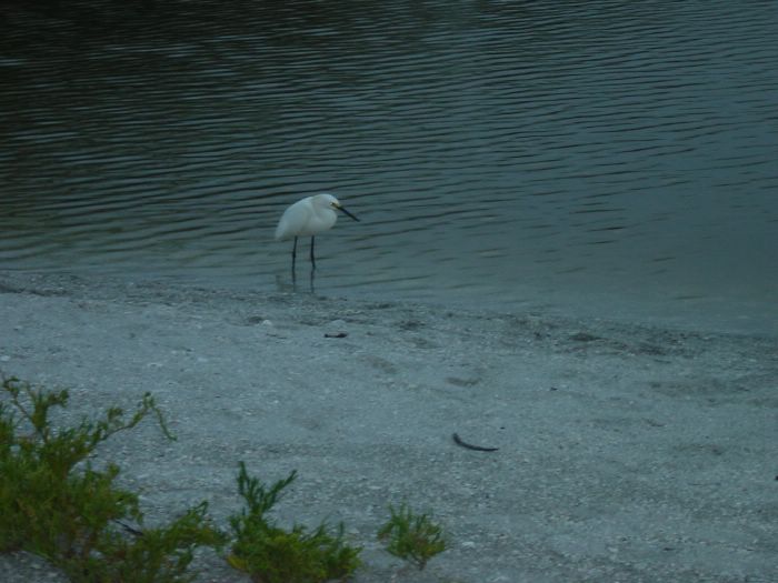 Snowy Egret at Blind Pass