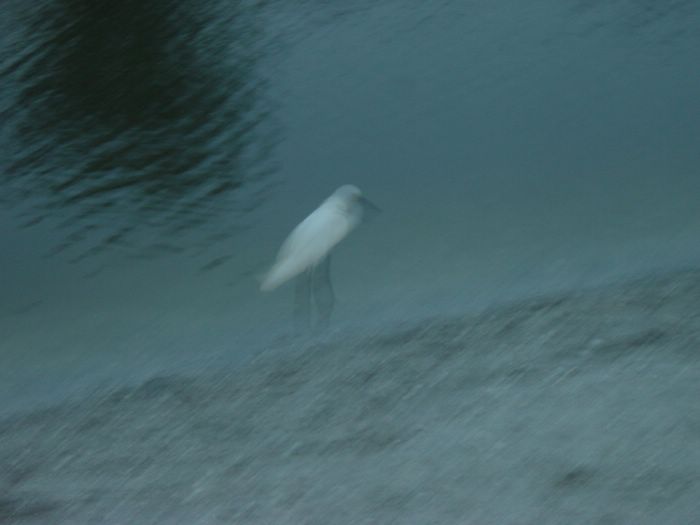 Snowy Egret at Blind Pass