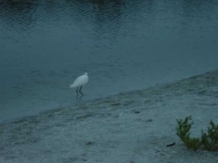 Snowy Egret at Blind Pass