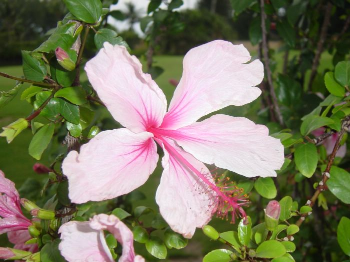 Hybiscus