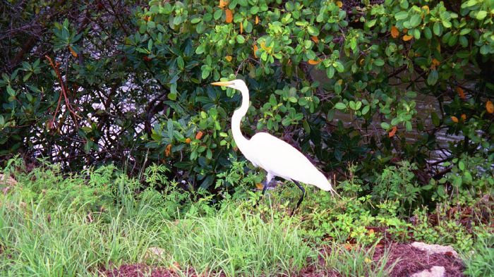 Great Egret at Bird Refuge