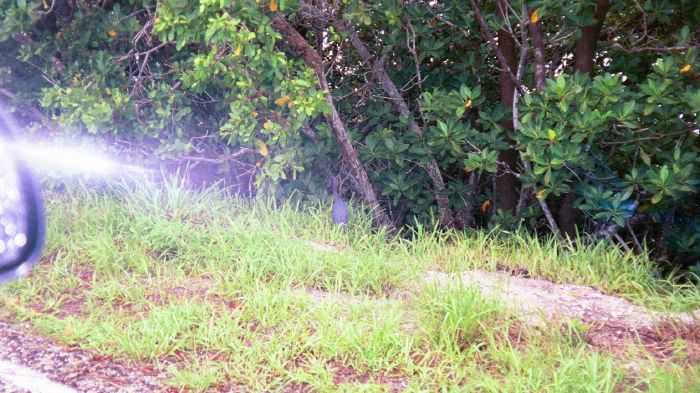 Little Blue Heron at Bird Refuge