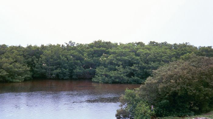 Roseate Spoonbill Purched in Mangroves
