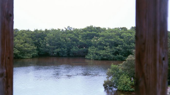 Roseate Spoonbill Purched in Mangroves
