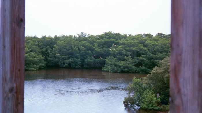 Roseate Spoonbill Purched in Mangroves