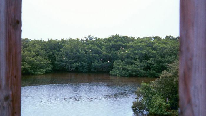 Roseate Spoonbill Purched in Mangroves