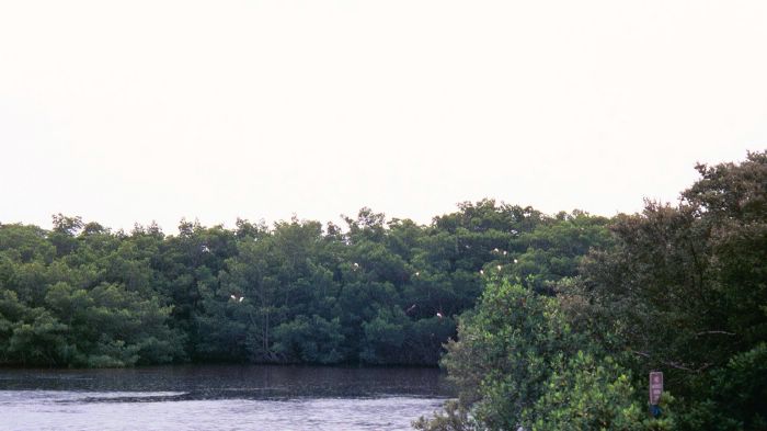 Roseate Spoonbill Purched in Mangroves