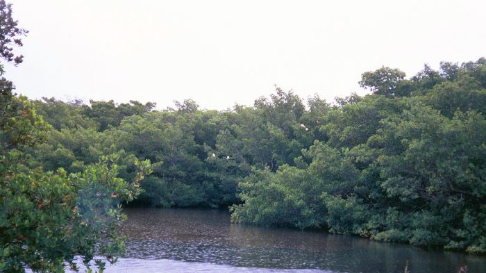 Roseate Spoonbill Purched in Mangroves