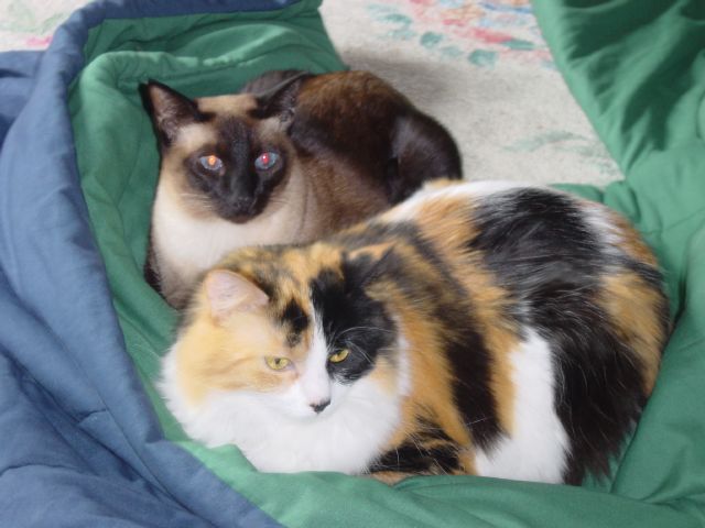 Chocolate and Neko -- Being Very Good!