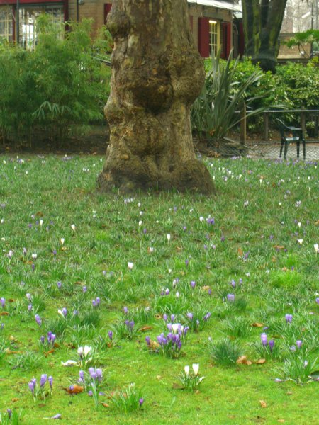 CIMG1699.jpg - Victoria Embankment Gardens