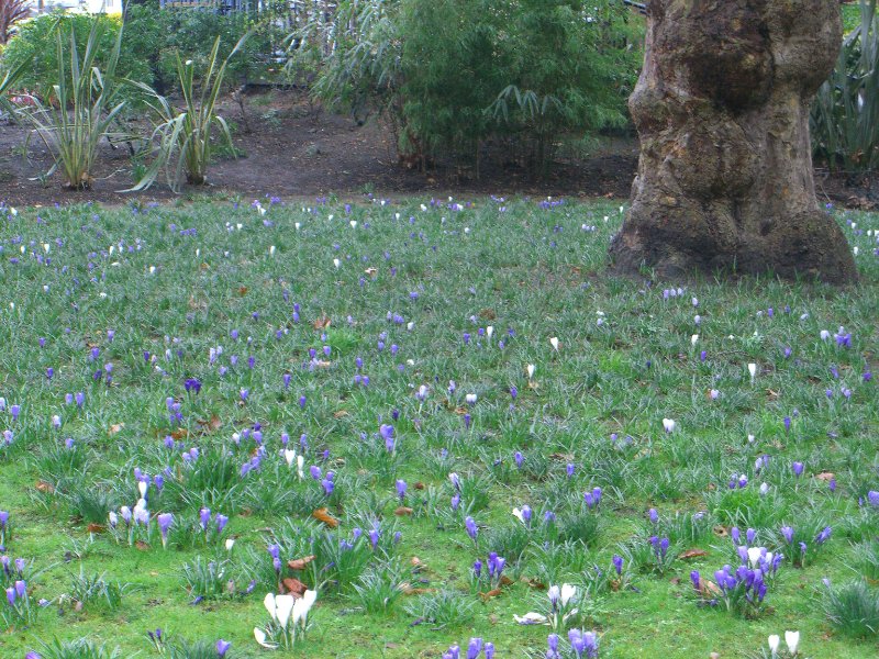 CIMG1700.jpg - Victoria Embankment Gardens