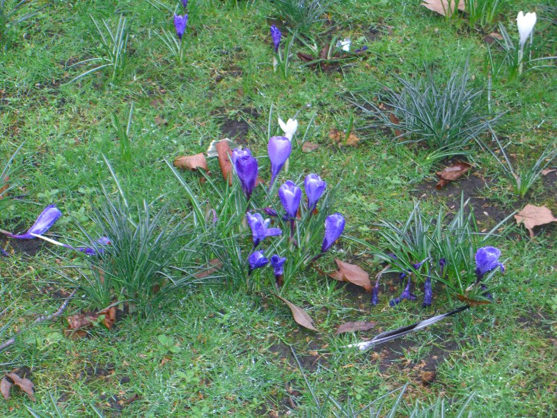 CIMG1701.jpg - Victoria Embankment Gardens