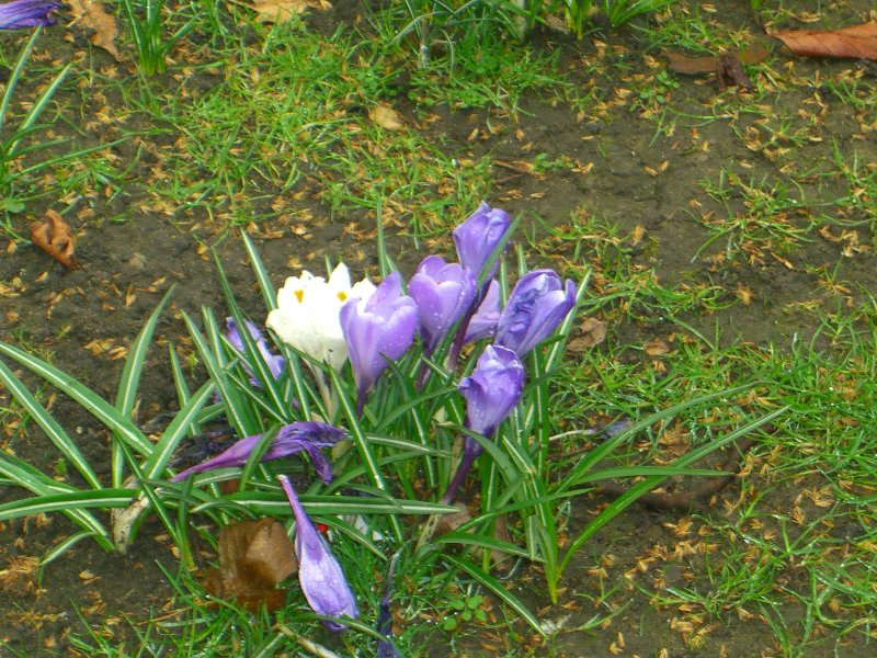 CIMG1702.jpg - Victoria Embankment Gardens Crocus