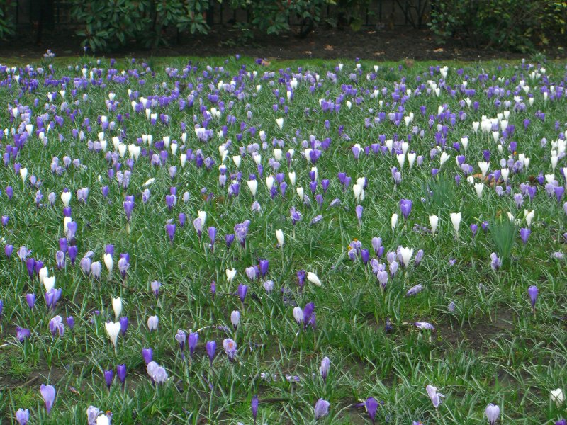 CIMG1704.jpg - Victoria Embankment Gardens