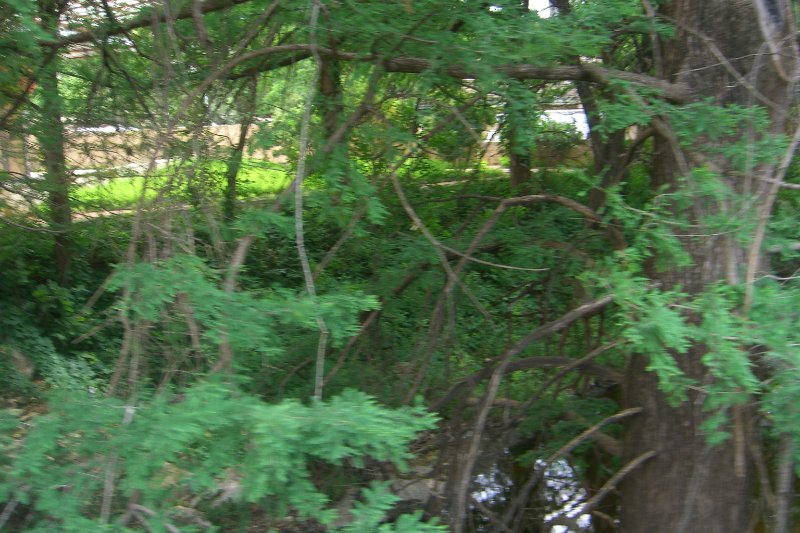 CIMG8113.JPG - creek just off of East Mall