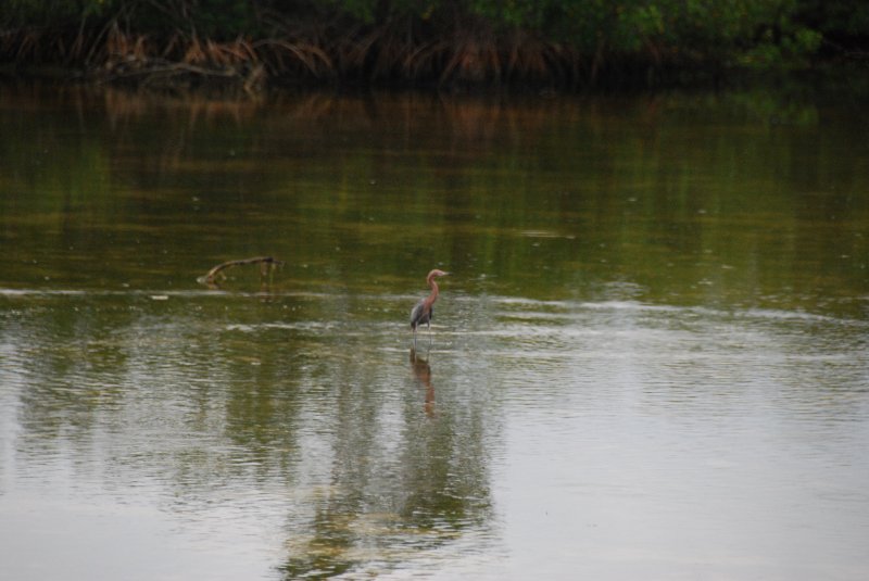 DSC_0001-1.JPG - Ding Darling - Reddist Egret