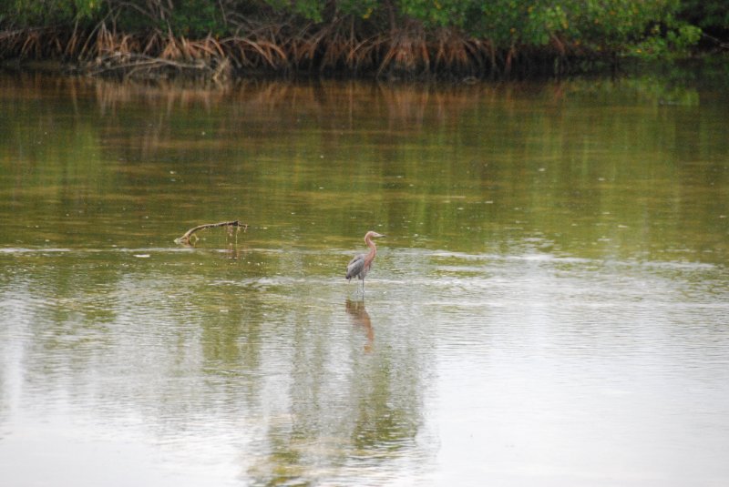 DSC_0002-1.JPG - Ding Darling - Reddist Egret