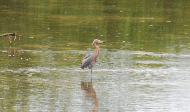 DSC_0002-1_edited-1.jpg - Ding Darling - Reddist Egret