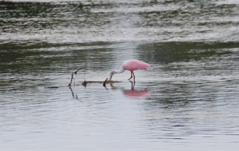 DSC_0007-1_edited-1.jpg - Ding Darling -- Roseate Spoonbill