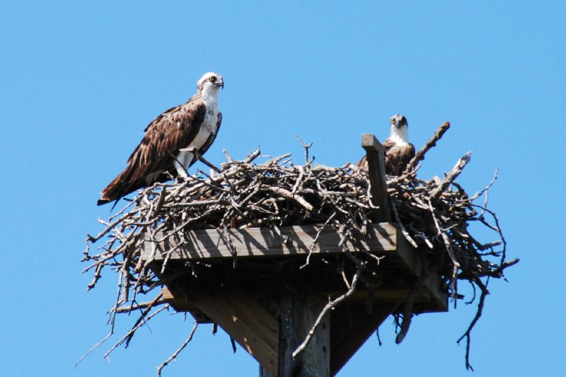 DSC_0009.JPG - Ding Darling Bike Ride - Osprey