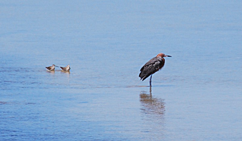 DSC_0010z.jpg - Ding Darling -- Reddish Egret