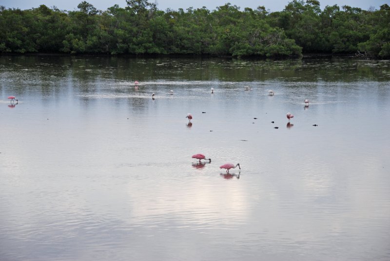 DSC_0011-1_edited-1.jpg - Ding Darling -- Roseate Spoonbill